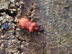 Lemodes coccinea