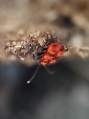 Lemodes coccinea