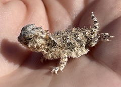 Phrynosoma coronatum