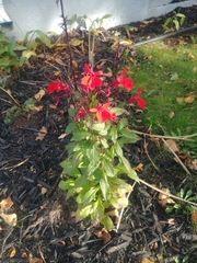 Lobelia cardinalis