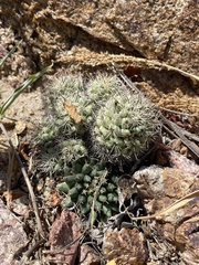 Mammillaria peninsularis