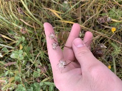 Scorzoneroides autumnalis