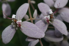 Congea tomentosa