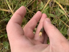 Scorzoneroides autumnalis