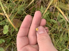 Scorzoneroides autumnalis