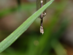 Episynlestes cristatus