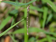 Episynlestes cristatus