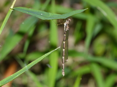 Episynlestes cristatus