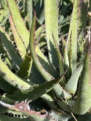 Agave aurea capensis