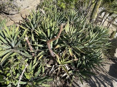 Agave aurea capensis