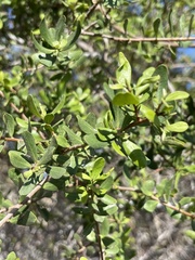 Diospyros intricata