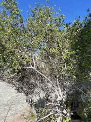 Diospyros intricata