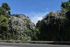 Congea tomentosa