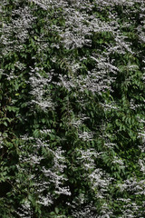 Congea tomentosa