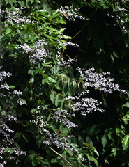 Congea tomentosa