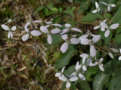 Congea tomentosa