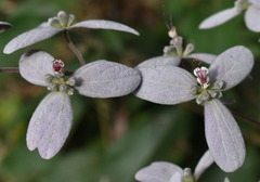Congea tomentosa