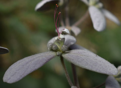 Congea tomentosa