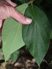 Congea tomentosa