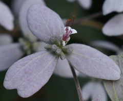 Congea tomentosa