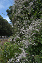 Congea tomentosa