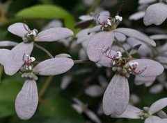 Congea tomentosa