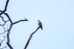 Treron fulvicollis