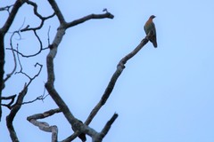 Treron fulvicollis