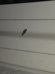 Wesmaelius subnebulosus