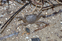 Pseudohelice subquadrata