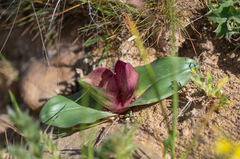 Colchicum coloratum