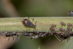 Uroleucon sonchi