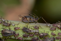 Uroleucon sonchi