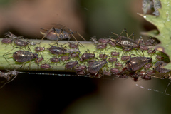 Uroleucon sonchi