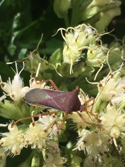 Anasa varicornis