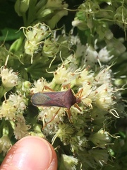 Anasa varicornis