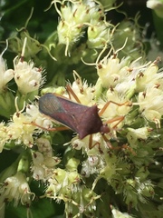 Anasa varicornis