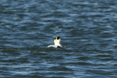 Somateria mollissima