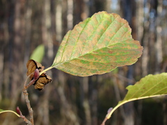 Alnus glutinosa