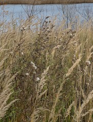 Cirsium arvense integrifolium