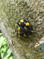 Episcapha quadrimacula