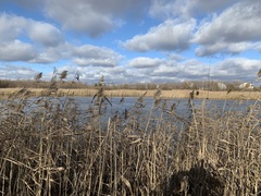 Phragmites australis