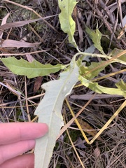 Cirsium arvense integrifolium