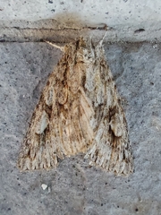 Meganephria bimaculosa