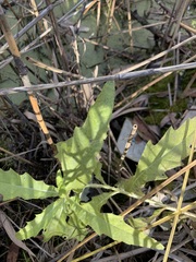 Cirsium arvense integrifolium