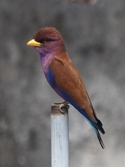 Eurystomus glaucurus