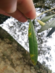 Venturia oleaginea