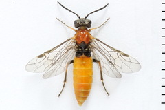 Dolerus aericeps