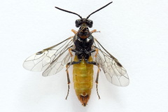 Dolerus aericeps