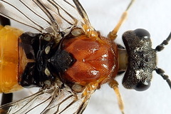 Dolerus aericeps
